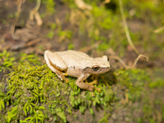 Exerodonta smaragdina