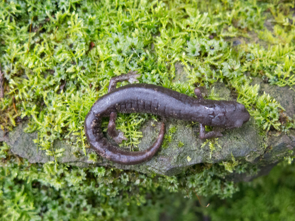 Chunky False Brook Salamander (Aquiloeurycea cephalica)