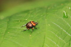 Canthon luteicollis