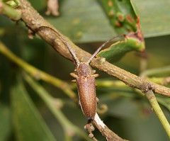 Rhytiphora decipiens