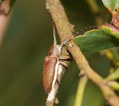 Rhytiphora decipiens