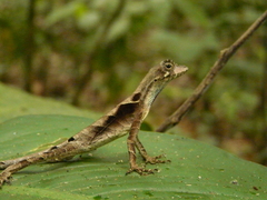 Anolis scypheus