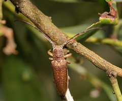 Rhytiphora decipiens