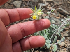 Troodos Bugloss (Onosma troodi)