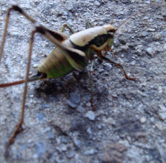 Eupholidoptera megastyla