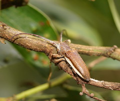 Rhytiphora decipiens