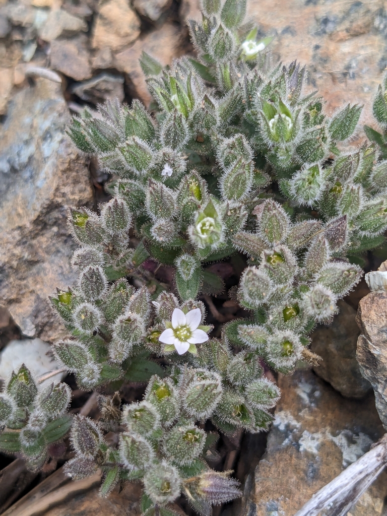 Arenaria saponarioides