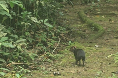 Dasyprocta fuliginosa