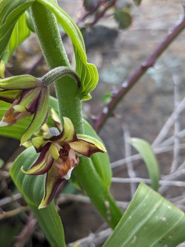 Eastern Marsh Helleborine (Epipactis veratrifolia)