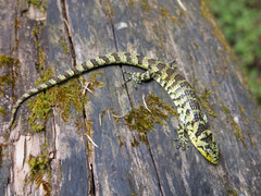Abronia taeniata