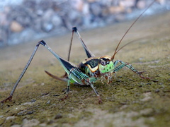 Eupholidoptera megastyla