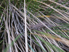 Sceloporus bicanthalis