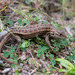 Plateau Bunchgrass Lizard - Photo (c) Wouter Beukema, some rights reserved (CC BY-NC), uploaded by Wouter Beukema