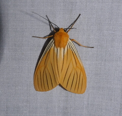 Pseudischnocampa nervosa