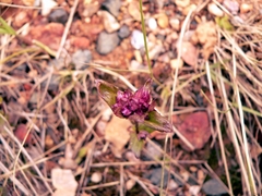 Gentianella turkestanorum