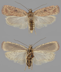 Agonopterix scopariella