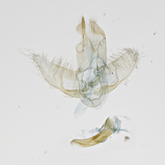 Agonopterix scopariella