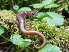 Chiropterotriton orculus