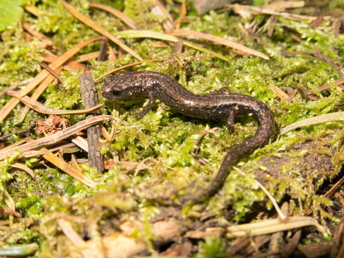 Chignahuapan Splayfoot Salamander, Chiropterotriton orculus