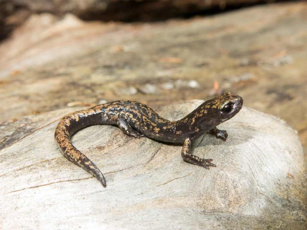 Black-Footed Salamander