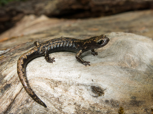 Black-footed Salamander