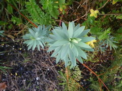 Euphorbia glauca