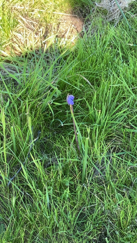 iNaturalist observation photo of blue dicks