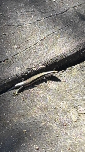 South American Spotted Skink