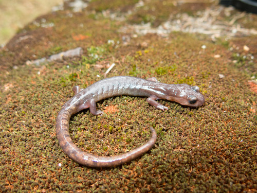 Gadow's False Brook Salamander, Pseudoeurycea gadovii