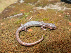 Pseudoeurycea gadovii