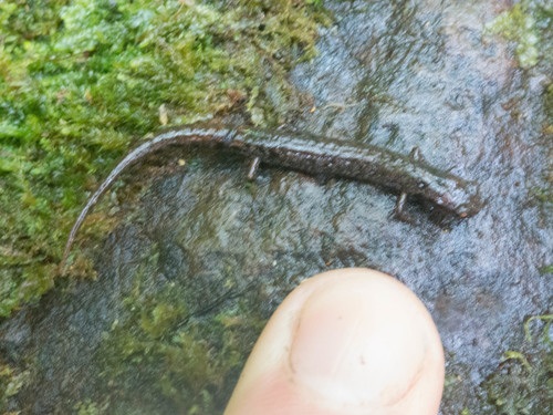 Xicotepec Salamander