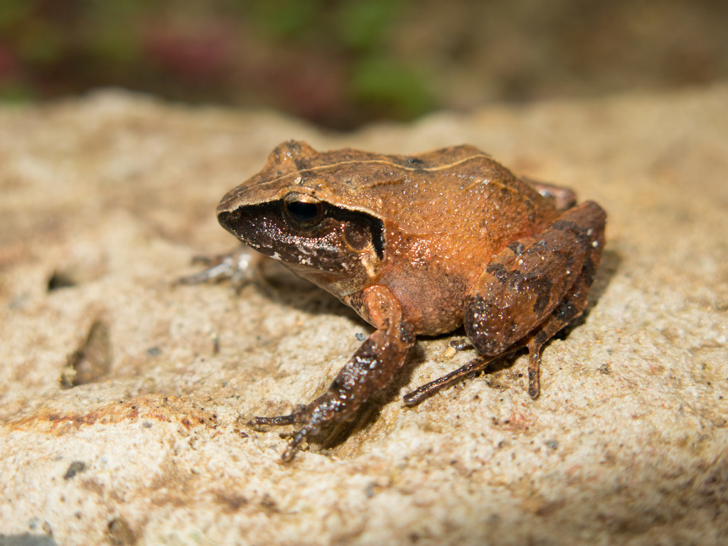Polymorphic Robber Frog