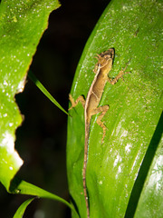 Anolis naufragus