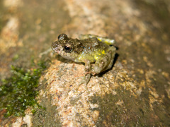 Craugastor decoratus