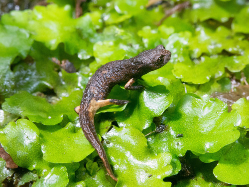 Cuetzalan Salamander, Aquiloeurycea quetzalanensis