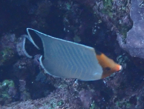 Maskerkoraalvlinder (Chaetodon larvatus) — Chaetodontidae — 4