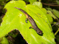 Cuetzalan Salamander photo 2