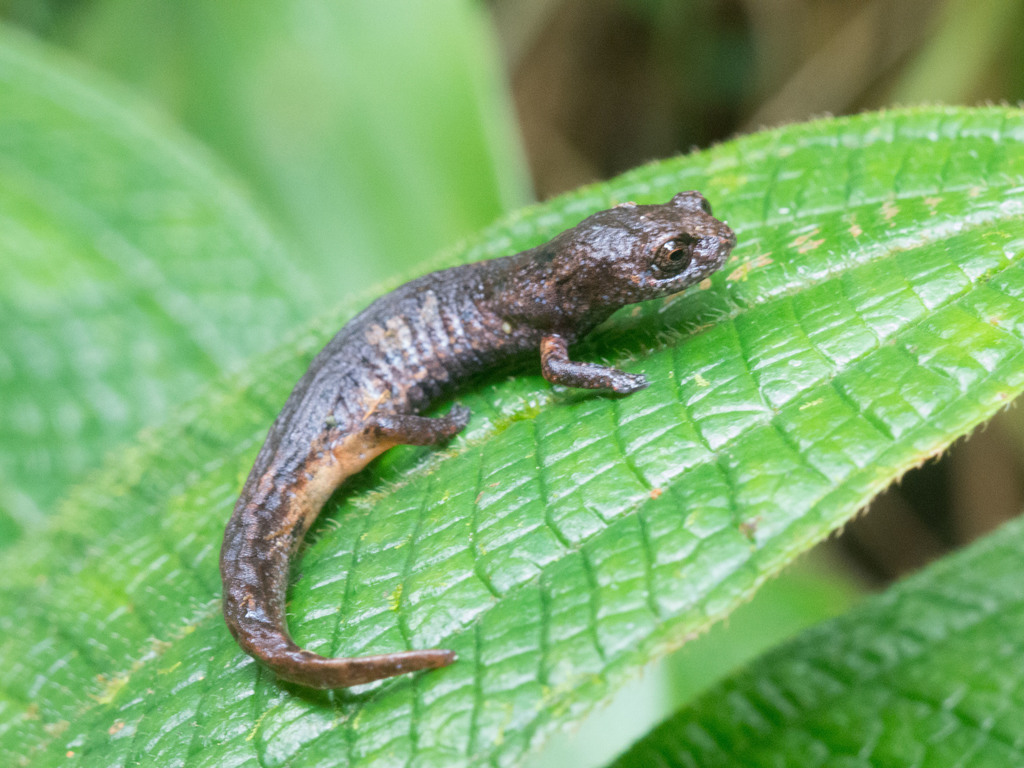 Cuetzalan Salamander