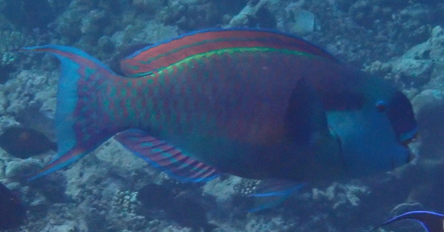 Bultkop-papegaaivis (Chlorurus gibbus) — Scaridae — 4