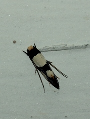 Monopis trimaculella