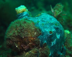 Leptoclinides seminudus