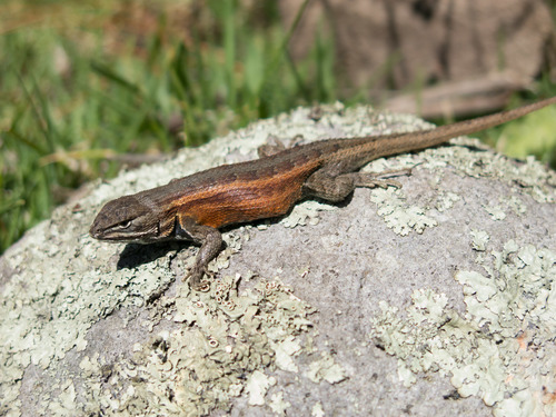 Plateau Bunchgrass Lizard, Sceloporus subniger
