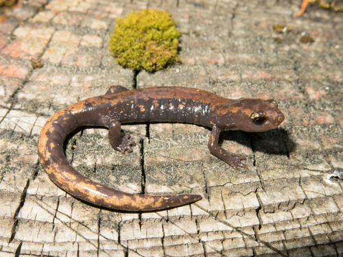 Roberts' False Brook Salamander