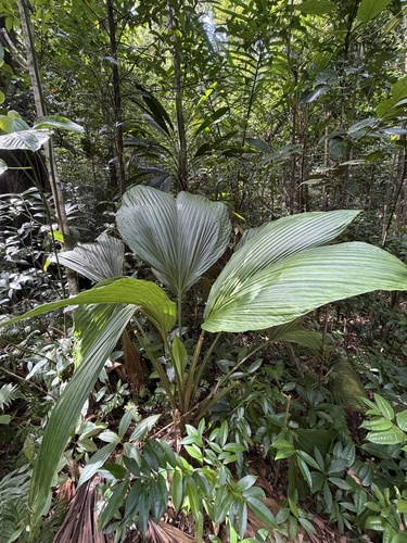 Asplundia insignis, photograph 6