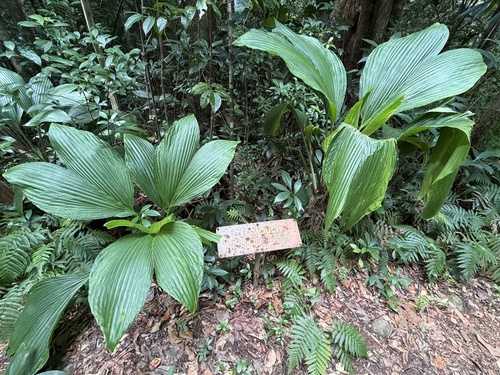 Asplundia insignis, photograph 5