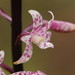 Spotted Hyacinth-Orchid - Photo (c) Reiner Richter, some rights reserved (CC BY-NC-SA), uploaded by Reiner Richter