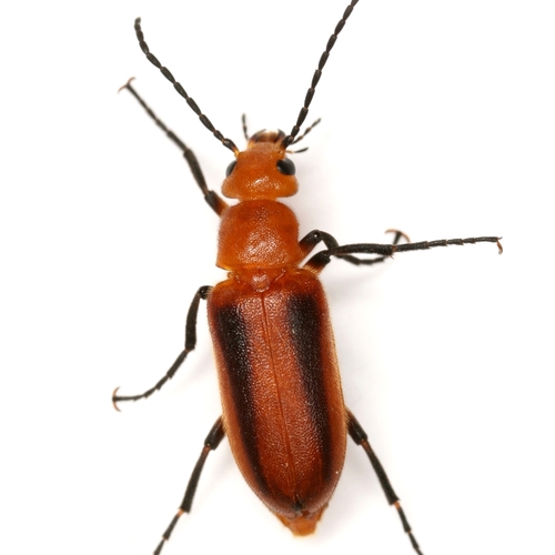 Zonitis vittigera (LeConte, 1853)