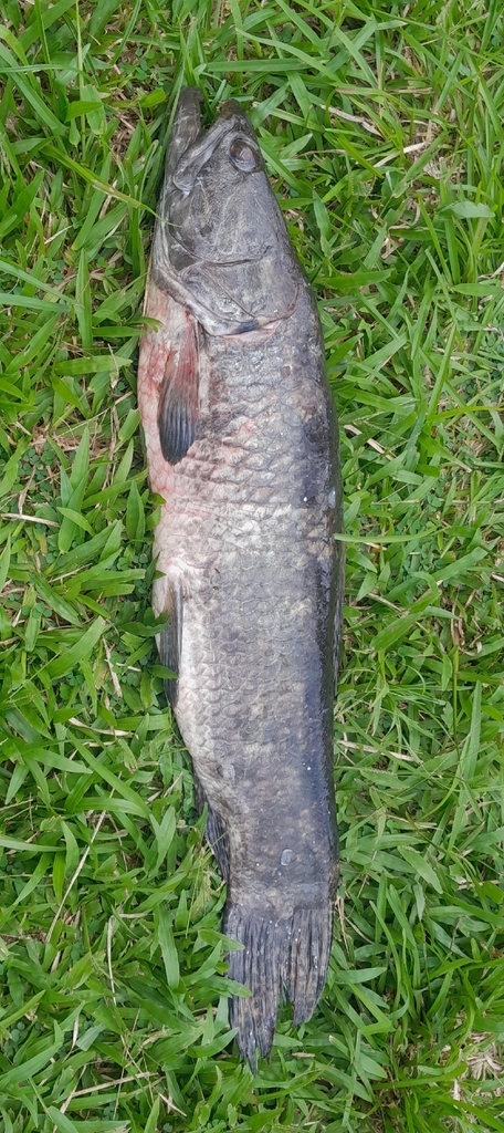 Giant trahira (Hoplias aimara) — Erythrinidae