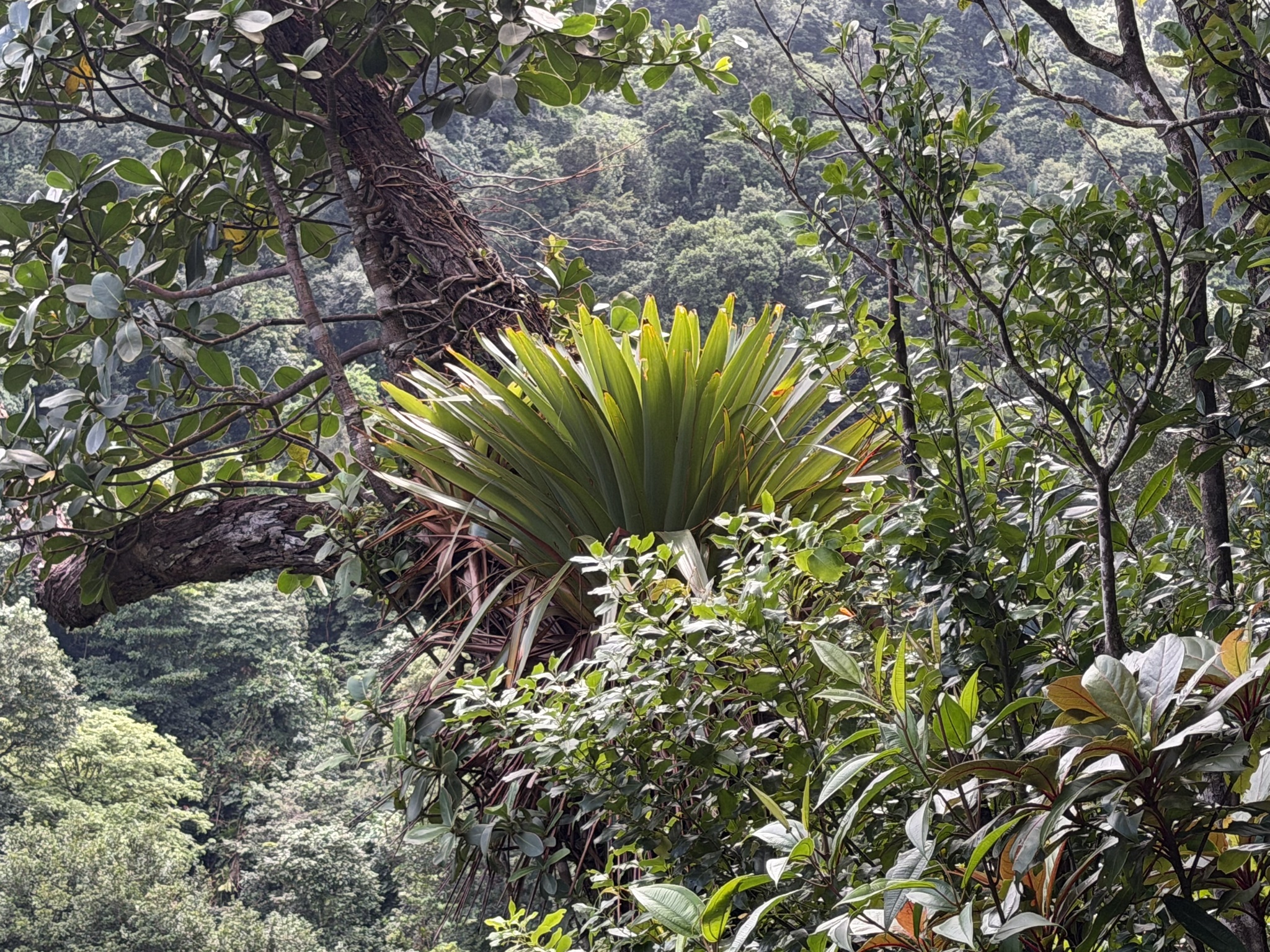 Glomeropitcairnia penduliflora (Griseb.) Mez