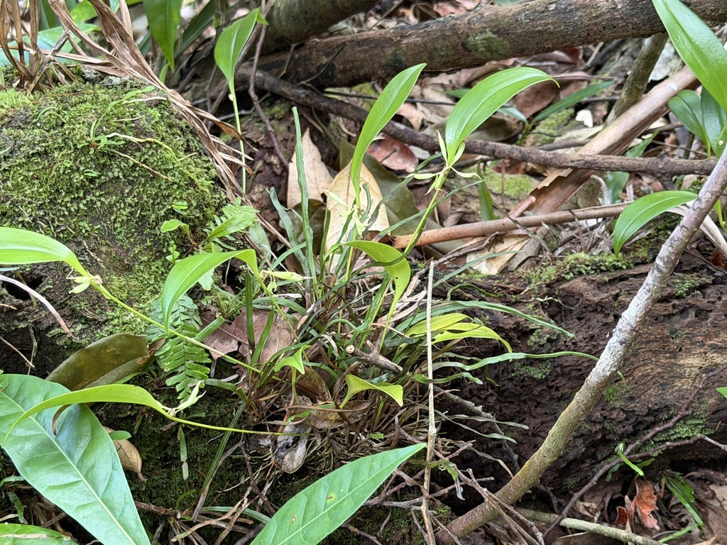 Pleurothallis ruscifolia; photograph (c) novvictan, some rights reserved (CC BY)